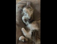 Owner teases cat snuggling in blankets