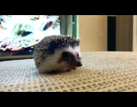 Man takes video of hedgehog eat at living room