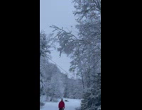 Guy throw snowball on branch to drop snow