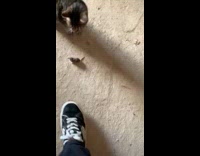 Rat plays dead in front of cat