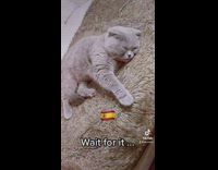 Cat gets scared of guy talking to it in arabic 