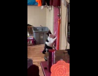 Cat gets excited jumps off on door 