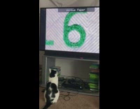 Cat watch tv Daily Dose dollar bill