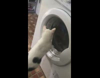 Cat watch laundry spin on washing machine