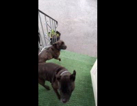 Collab Clips MPUGC2 - Dogs doesnt like rain 