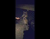 Collab DailyDoseOfInternet - Three Raccoons being fed by the filmer