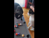 Cat pushes pool balls into hole 