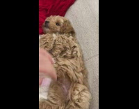 Girl pets brown puppy dog red blanket