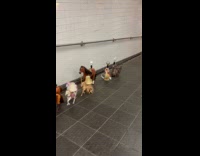 Horse lamps on the train station floor
