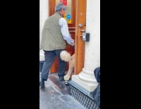 Dog with shoes walks on the sidewalk