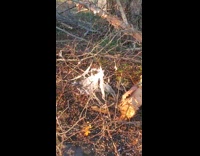 Icicle formed from pruned tree leaking water