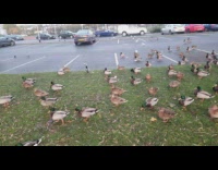 Group of ducks walks on the parking lot