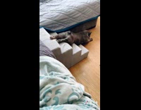 Collab BitchIG2 - French bulldog slides down stairs lazy 