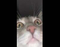 BitchIG2 - Cat picture compilation