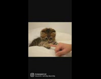 Kitten plays with finger 