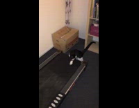 Cat tries to walk on the treadmill