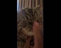 Man gives cat boops 