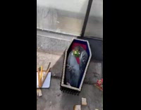 Manmade sidewalk vigil for a dead pigeon