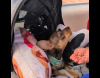 Dog whines when owner told to wait