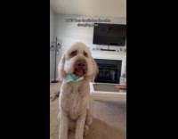 Dog with its fur changed by genes