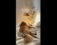 Collab Clips MPUGC - Dog scared of ceiling fan