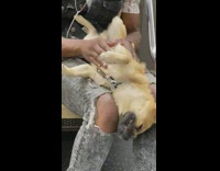 Guy rides subway with dog on lap 