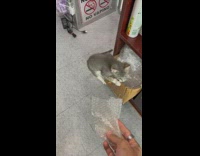 Grey cat wants to play with bubble wrap 