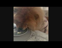 Brown chow chow dog eats shredded cheese 