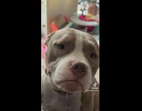 Pit bull dog looks absolutely devastated 