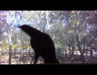 Crow peck window fight own reflection part 2