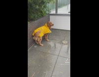 Dog dances in the rain 