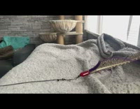 Pet cat emerges from table reaches toy feather