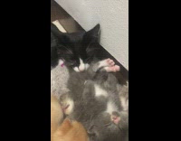 Cat lick clean butt of sleeping kitten