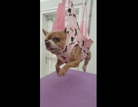 Brown dog pink sling groomers moves arms