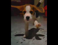 Collab Kale Salad IG - Puppy beagle with floppy ears runs