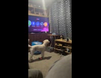 Dog growl at skull decoration inside house