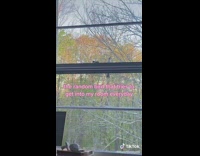 Collab BitchIG2 - Bird on window trying to get into girls room 