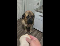 Dog catches ham slice on head