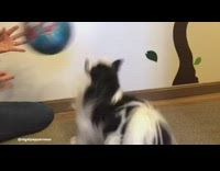 Collab Pets For All - Dog hits ball back plays game