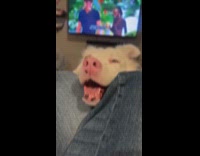 Dog nods and smiles wants hoomans snacks 