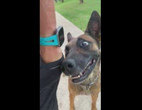 Brown german Shepard teeth mouth shaking