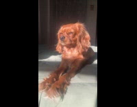 Dog on bed sleepy sunlight on face