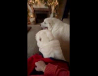 White dog leans back when being touched