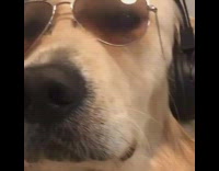 Golden retriever dog aviator sunglasses black headphones 