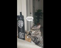 Grey cat on side of bed scratching black hydroflask 