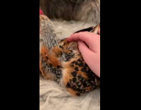 Chicken molting looks like hedgehog