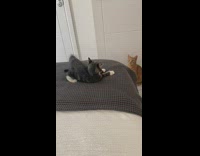 Cat sitting on floor watches kitten on bed 