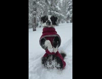 Dog with snow clumped and stuck on fur 