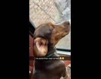 Collab Clips MPUGC - Brown dog looks outside window at deer and cries