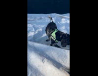 Dogs playing on tarp water puddle 